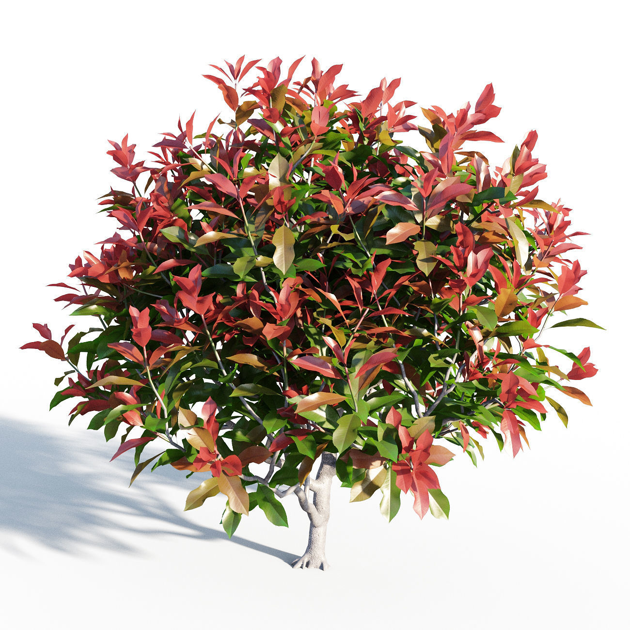 Photinia fraseri Little Red Robin 3D model_4