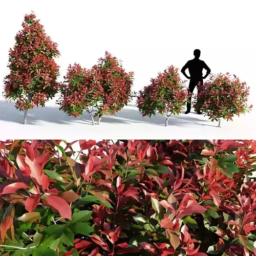 Photinia fraseri Little Red Robin 3D model
