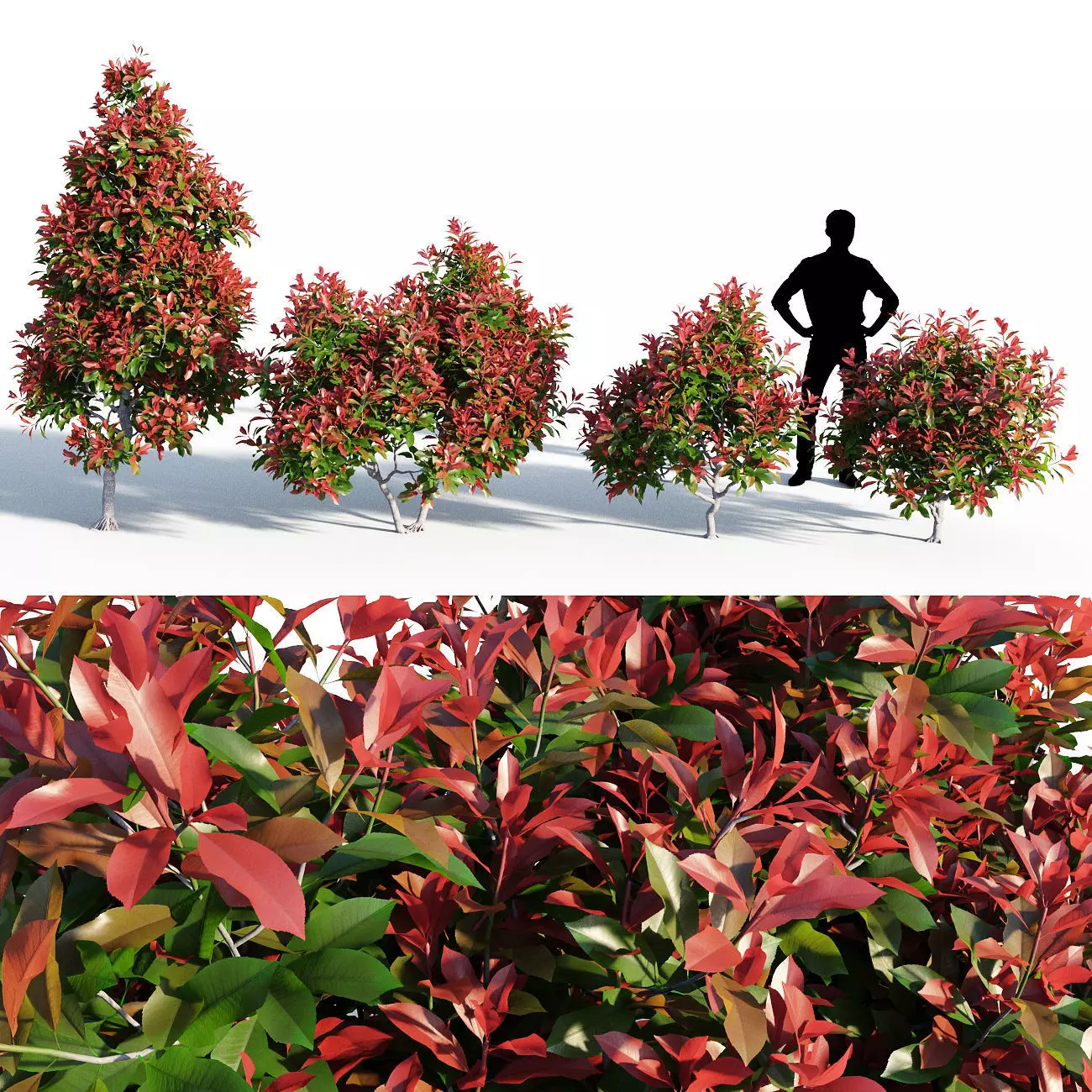 Photinia fraseri Little Red Robin 3D model_0