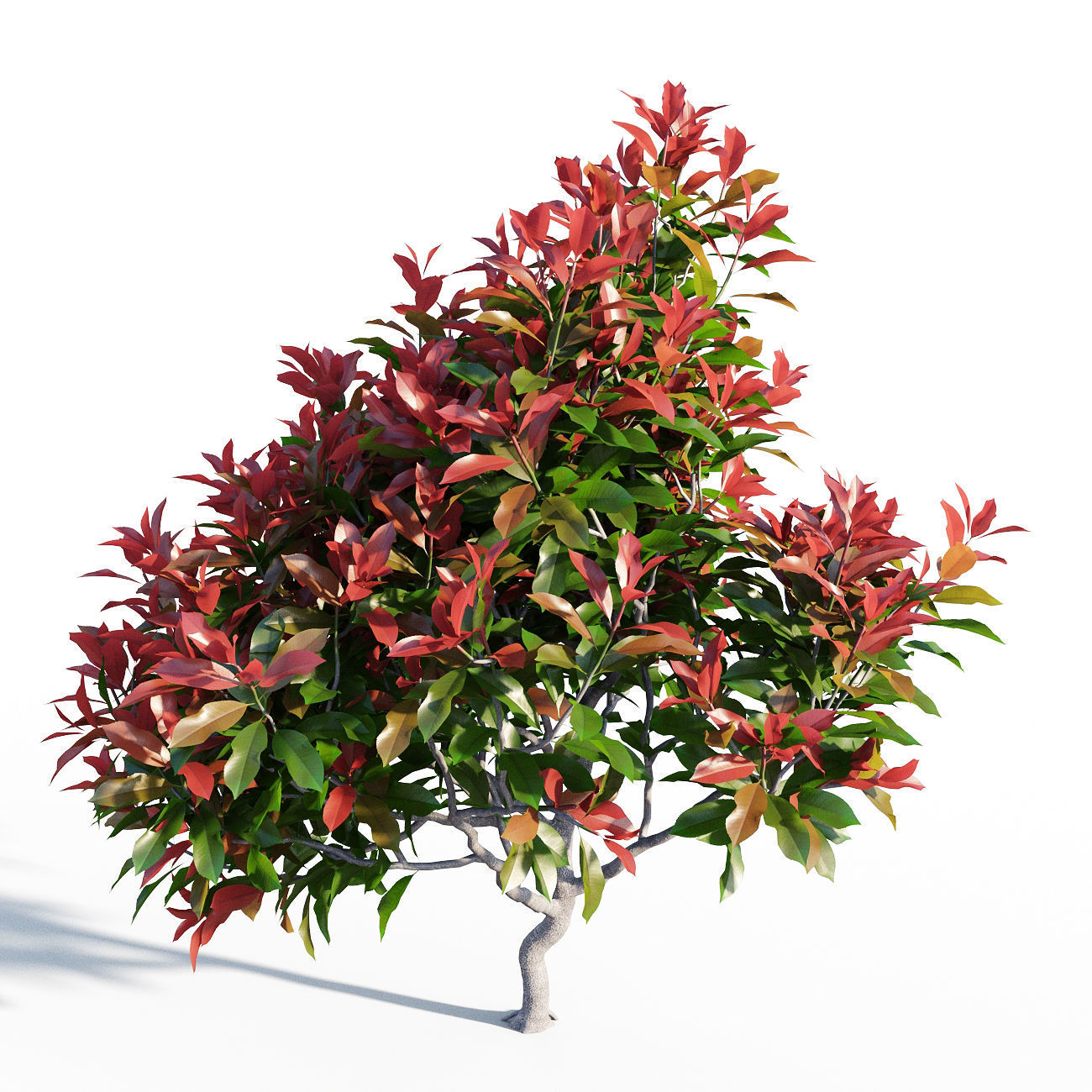 Photinia fraseri Little Red Robin 3D model_3