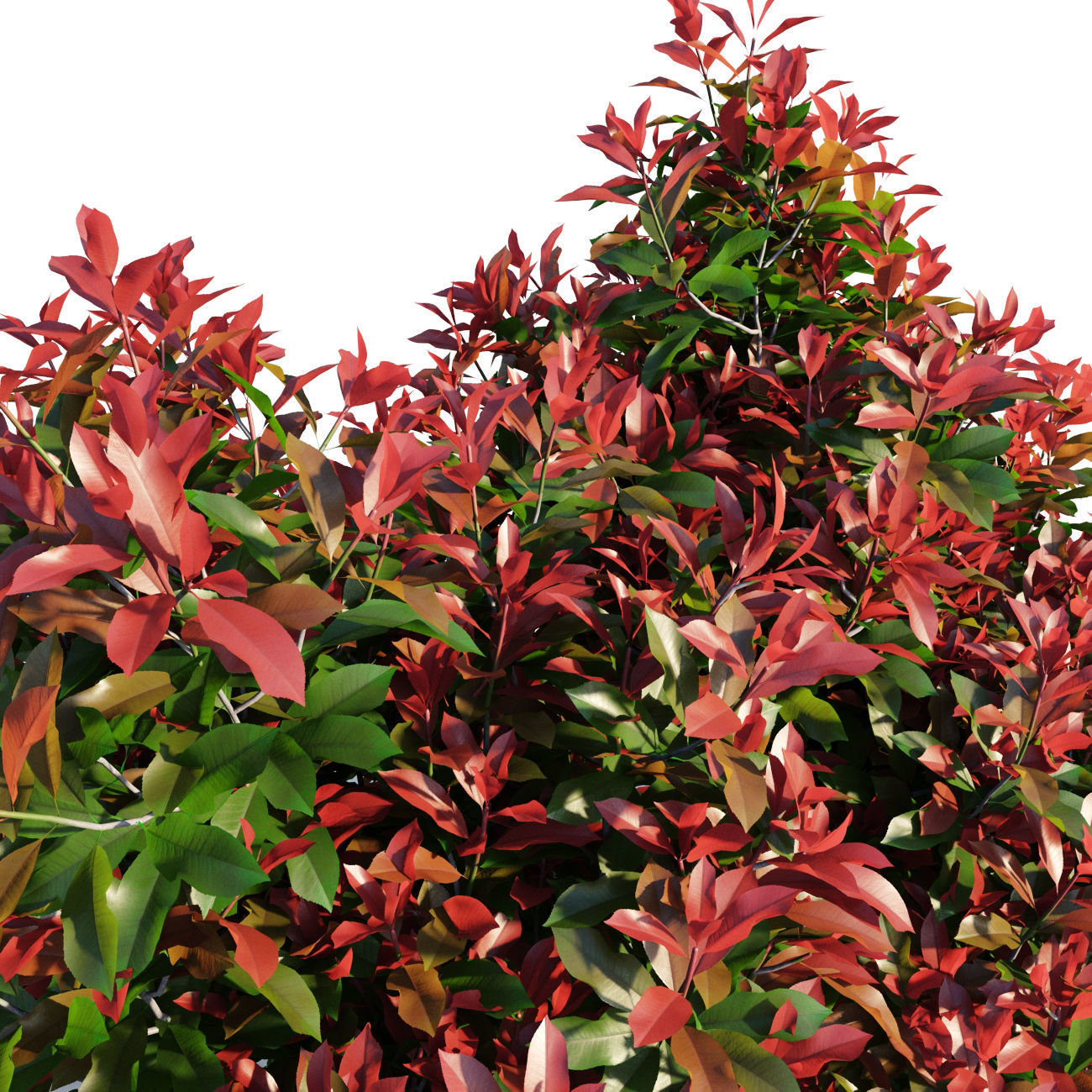 Photinia fraseri Little Red Robin 3D model_5