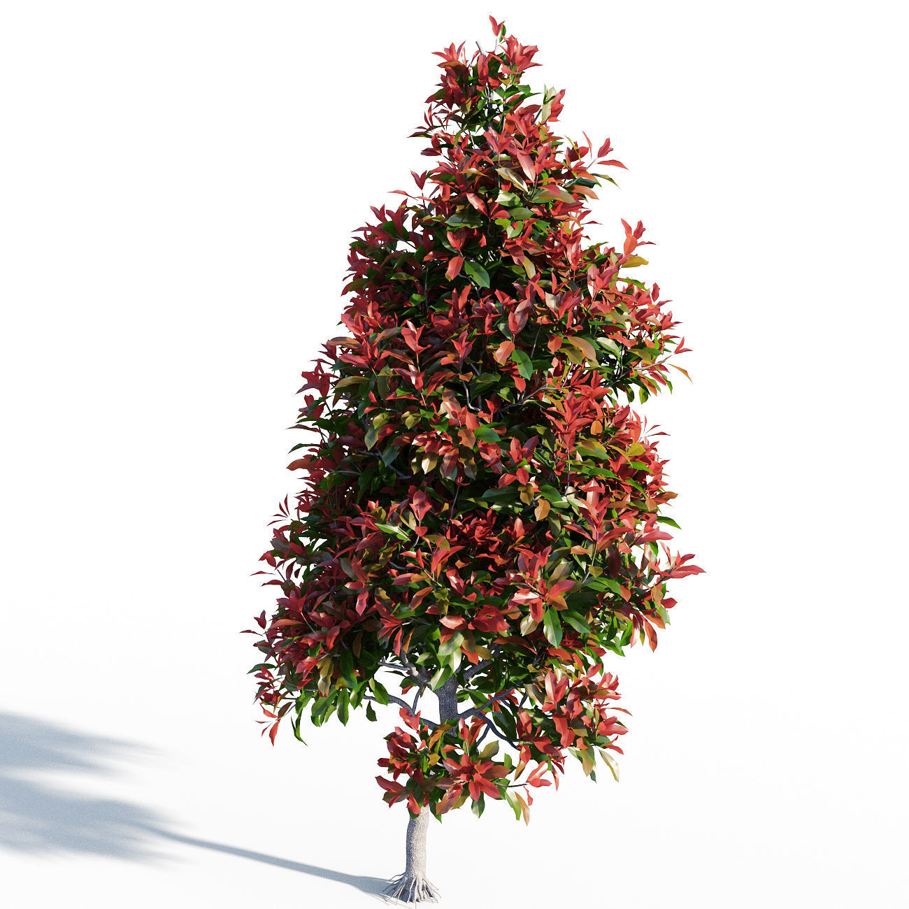 Photinia fraseri Little Red Robin 3D model_1