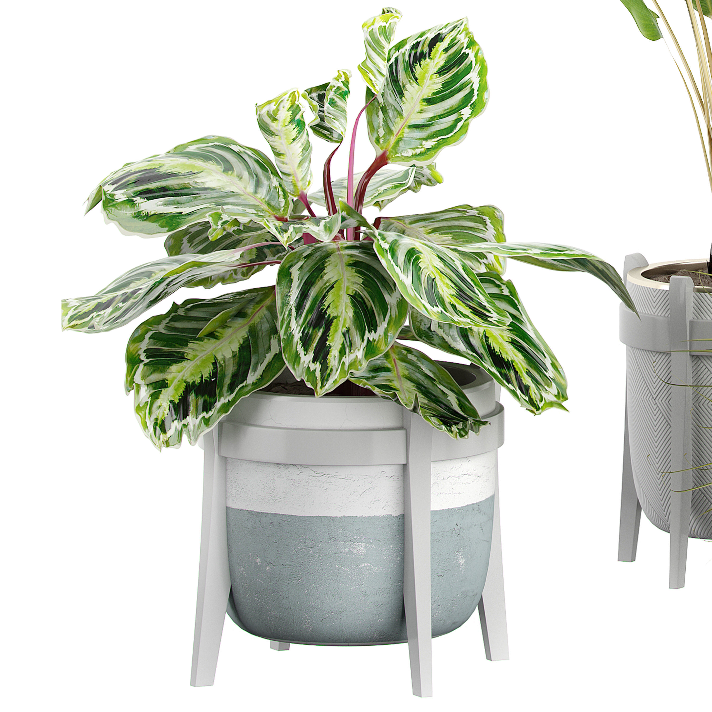 Flower Pack 60  3D model_1