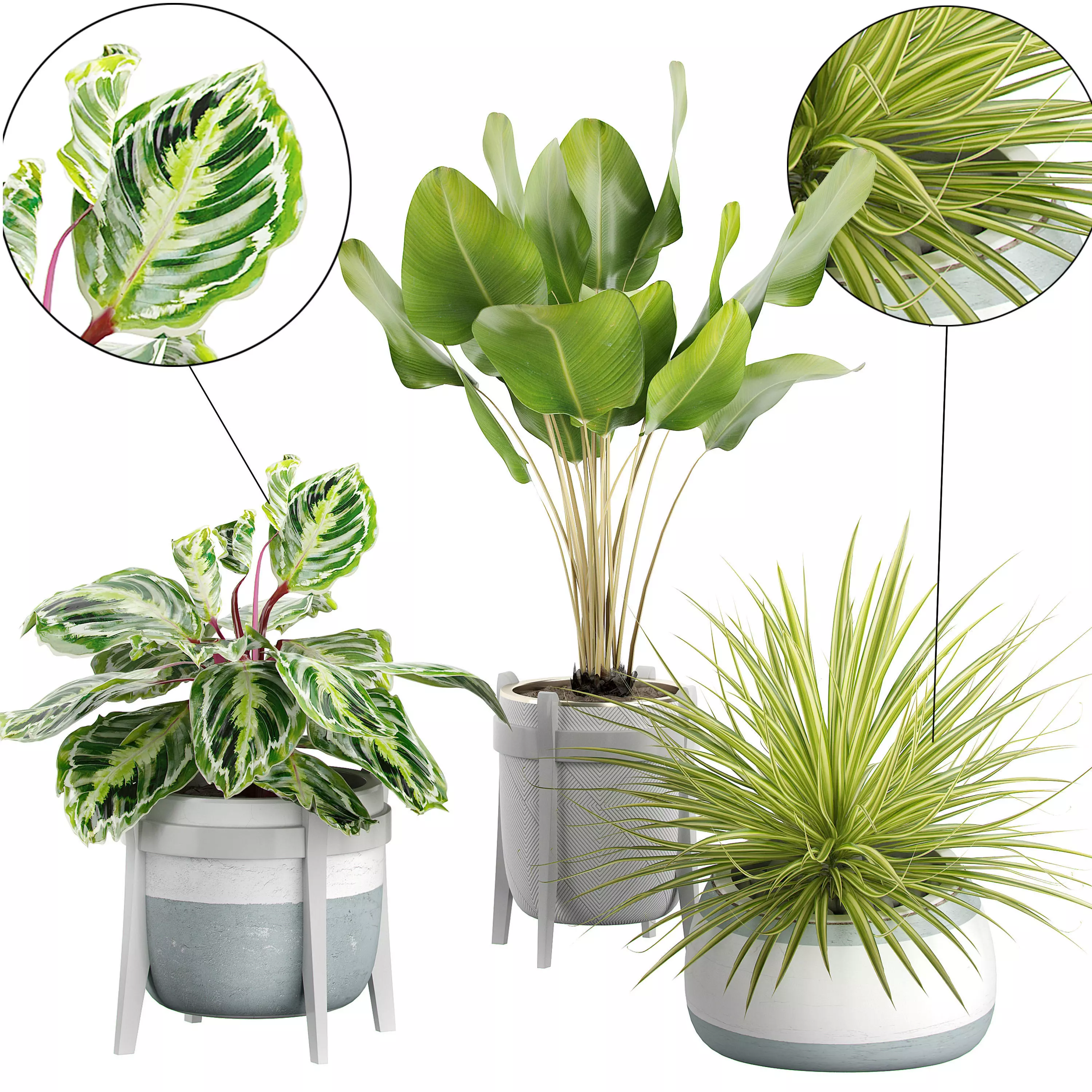 Flower Pack 60  3D model_0