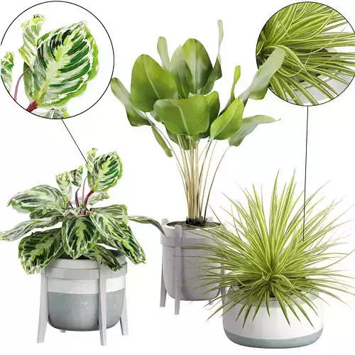 Flower Pack 60  3D model