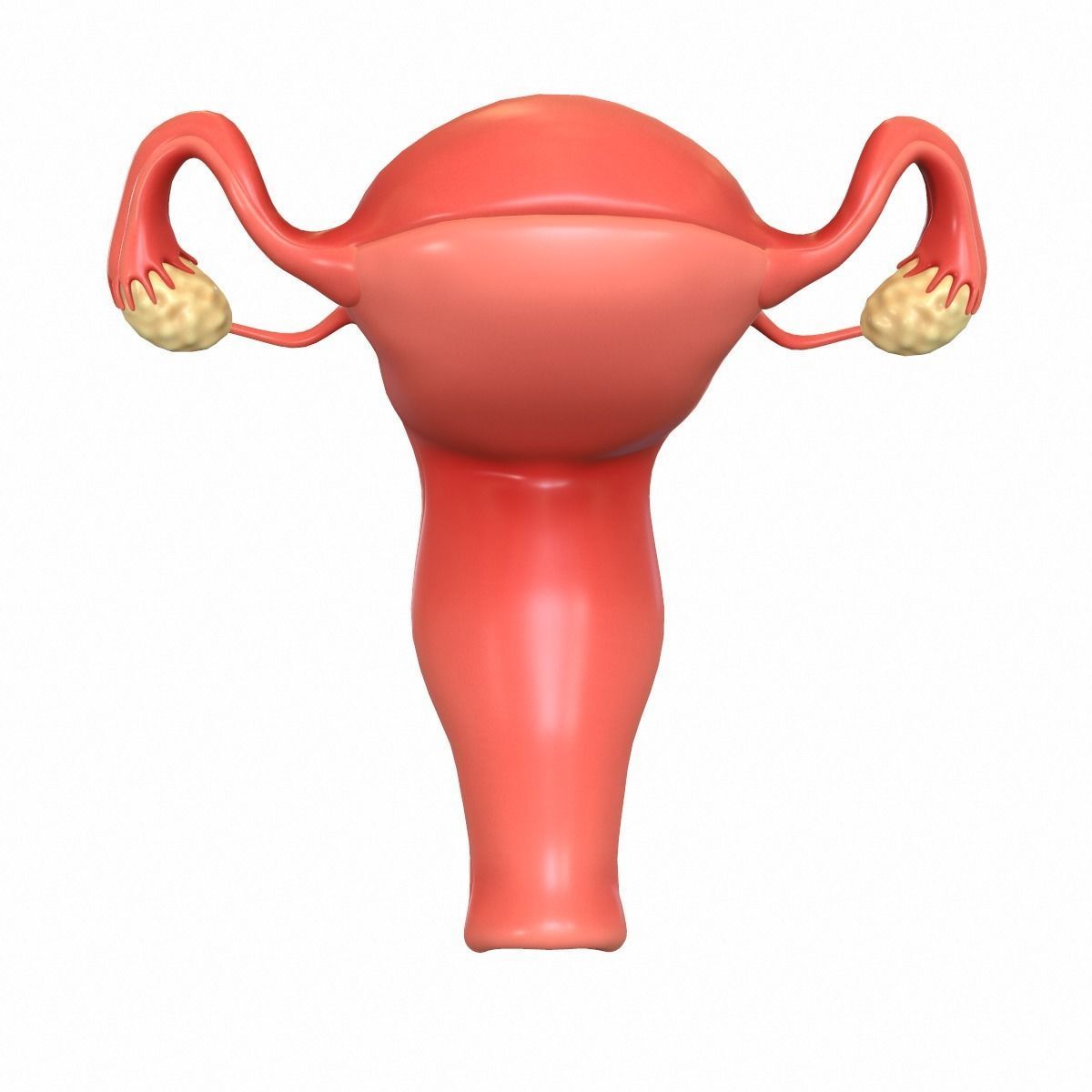 Female Reproductive System 3D model_4