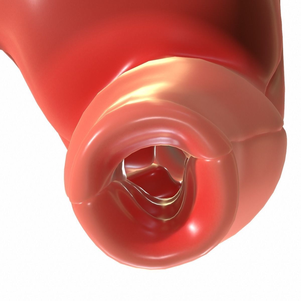 Female Reproductive System 3D model_15