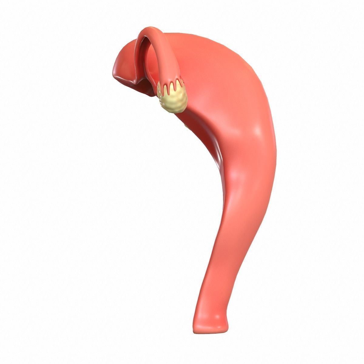 Female Reproductive System 3D model_10