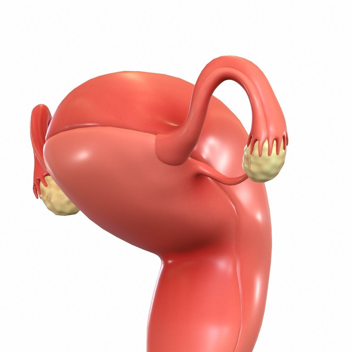 Female Reproductive System 3D model_13