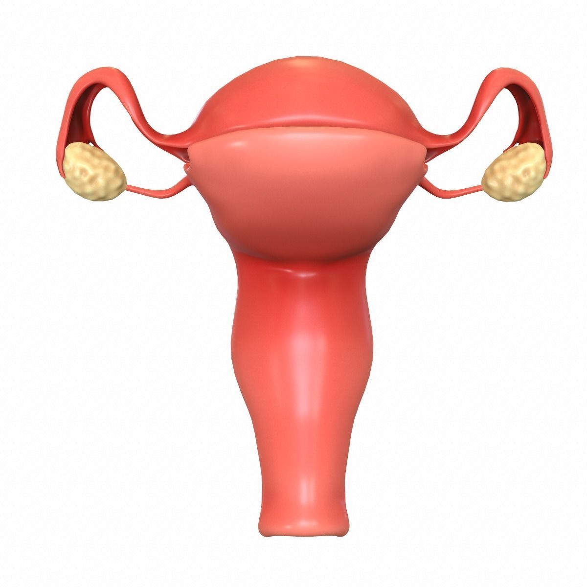 Female Reproductive System 3D model_11