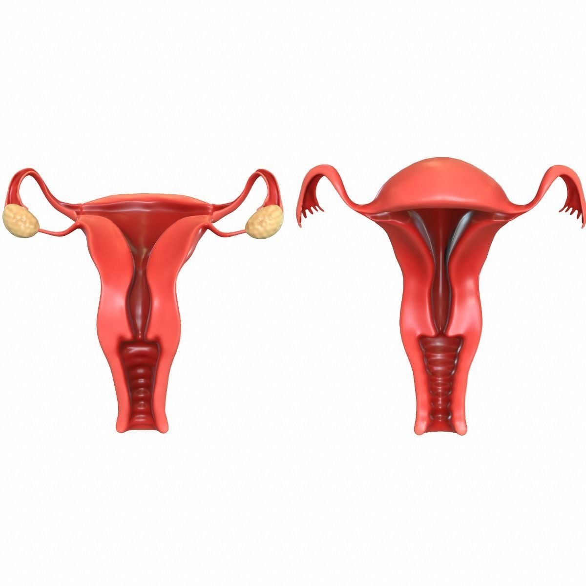 Female Reproductive System 3D model_0
