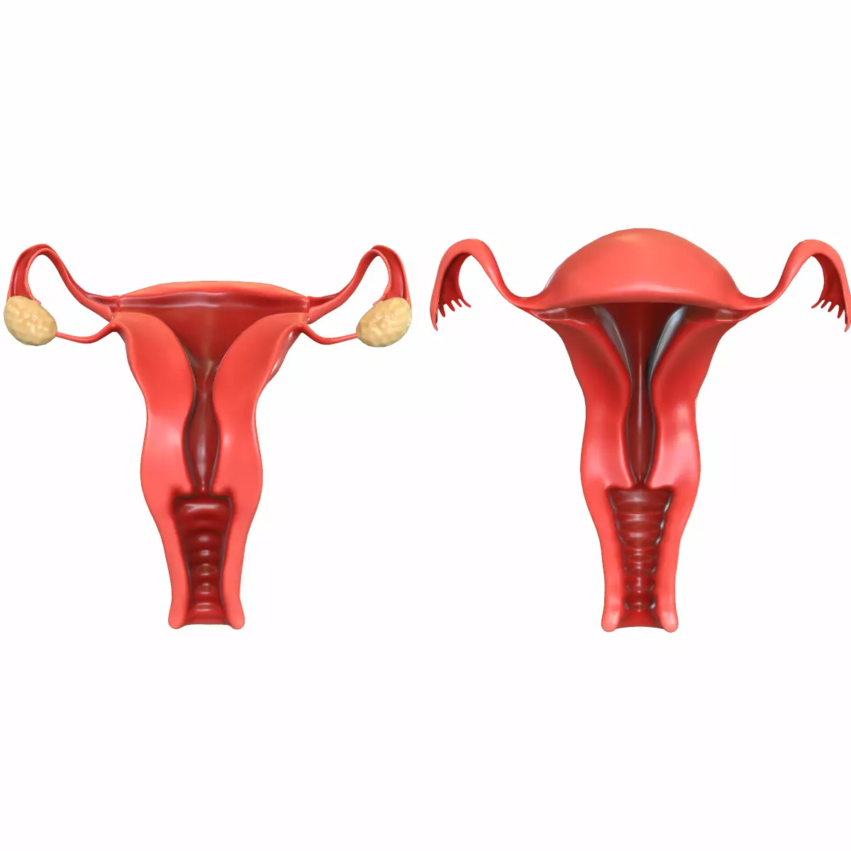 Female Reproductive System 3D model