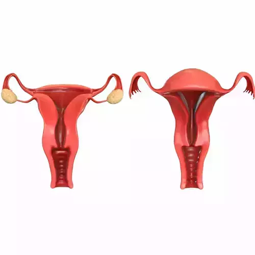 Female Reproductive System 3D model