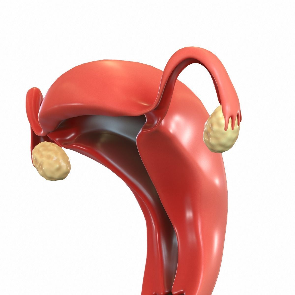 Female Reproductive System 3D model_14