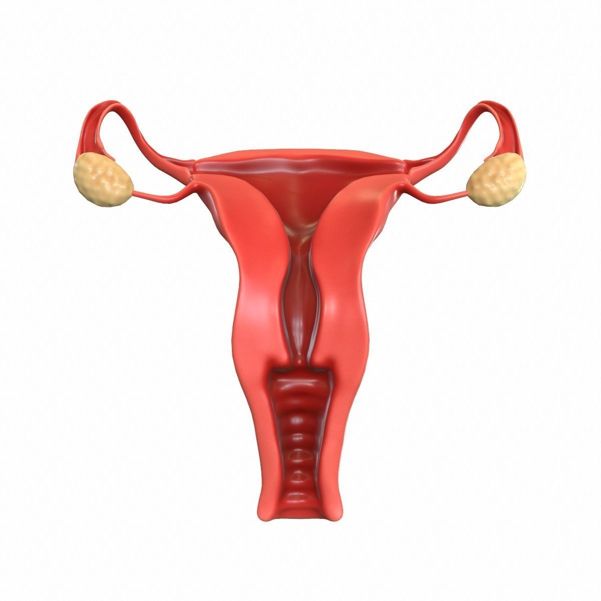 Female Reproductive System 3D model_3