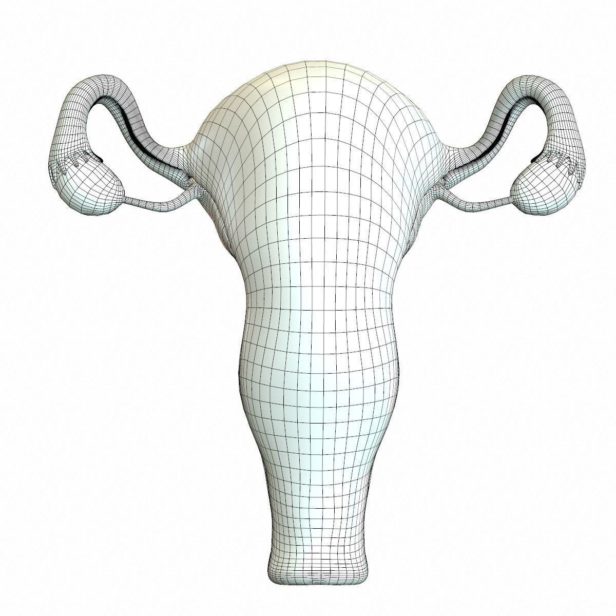Female Reproductive System 3D model_19