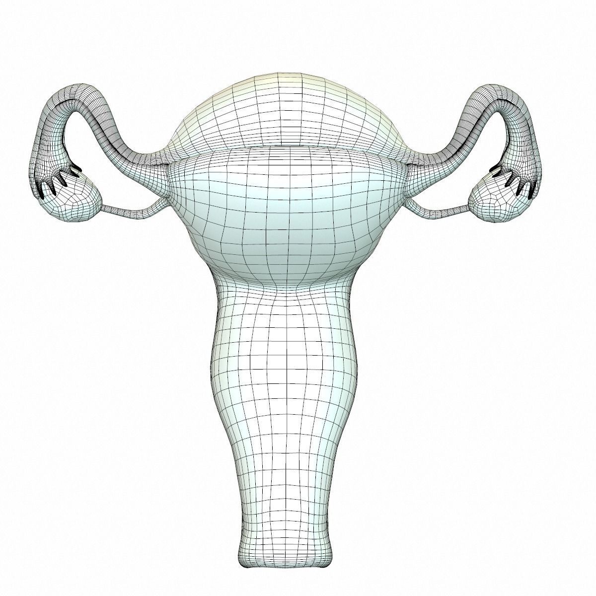 Female Reproductive System 3D model_18