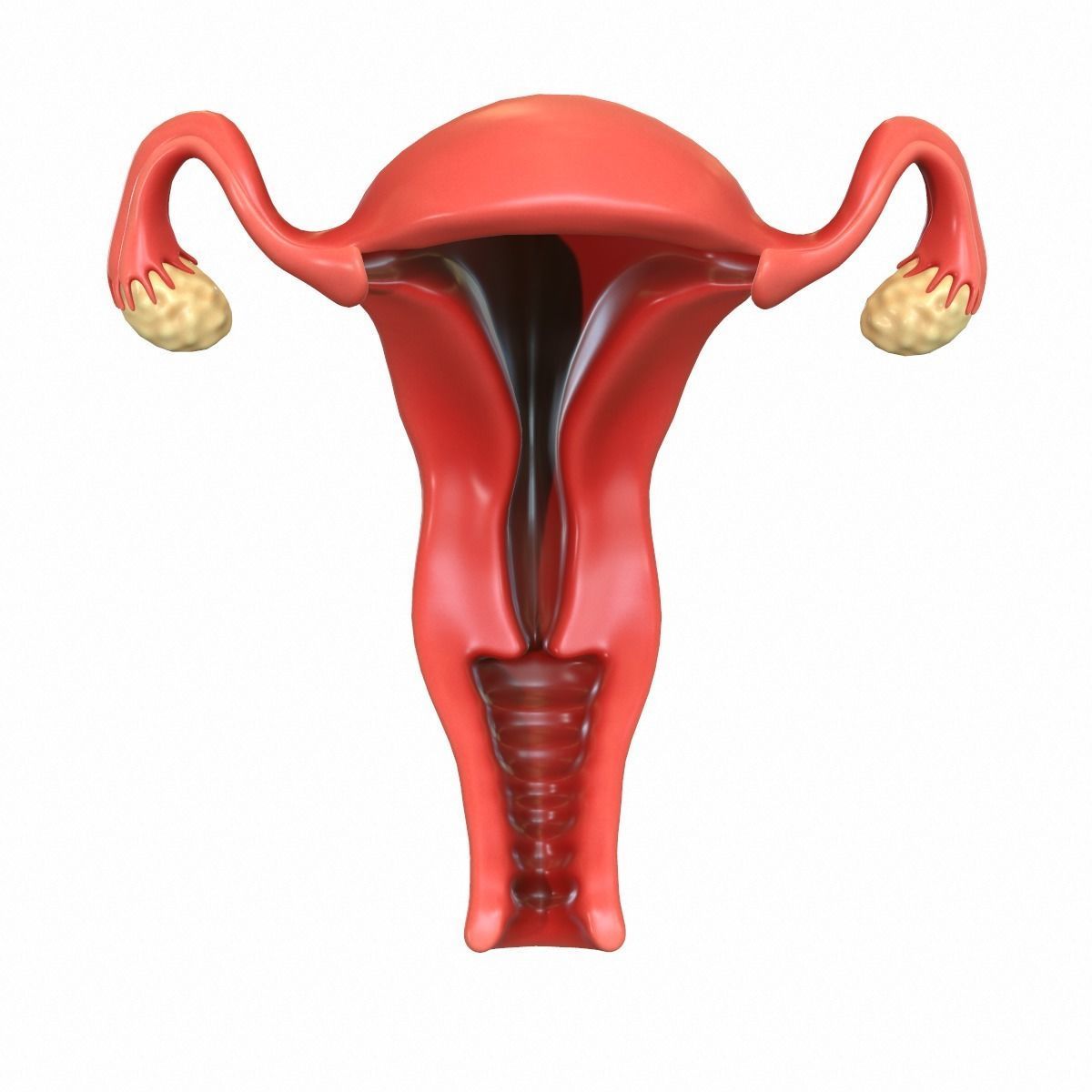 Female Reproductive System 3D model_5