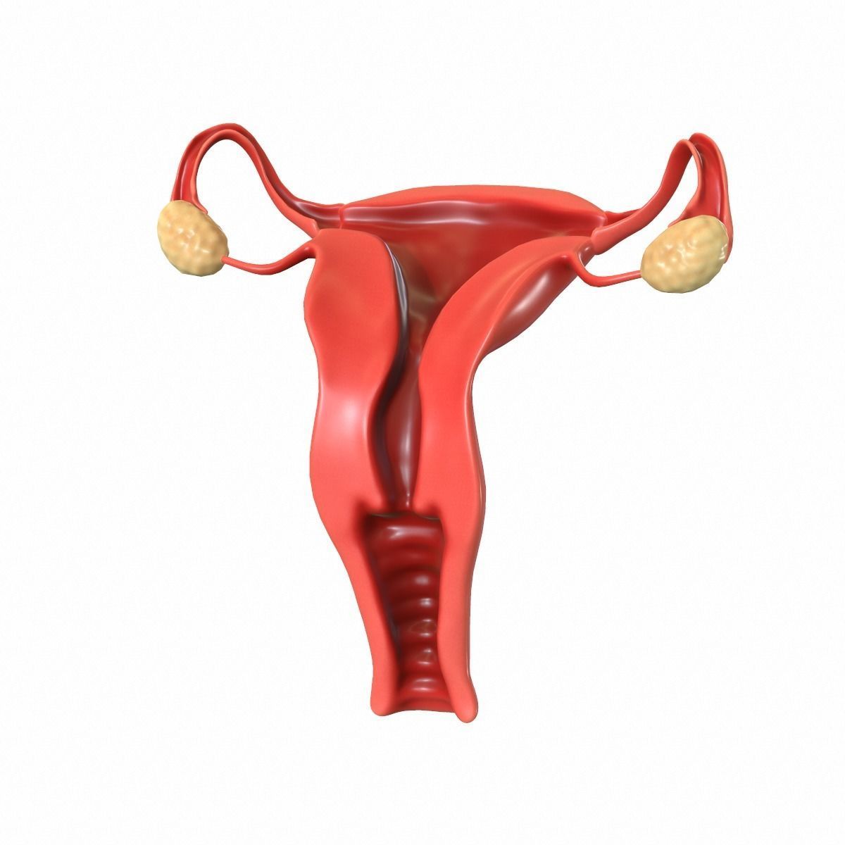 Female Reproductive System 3D model_7