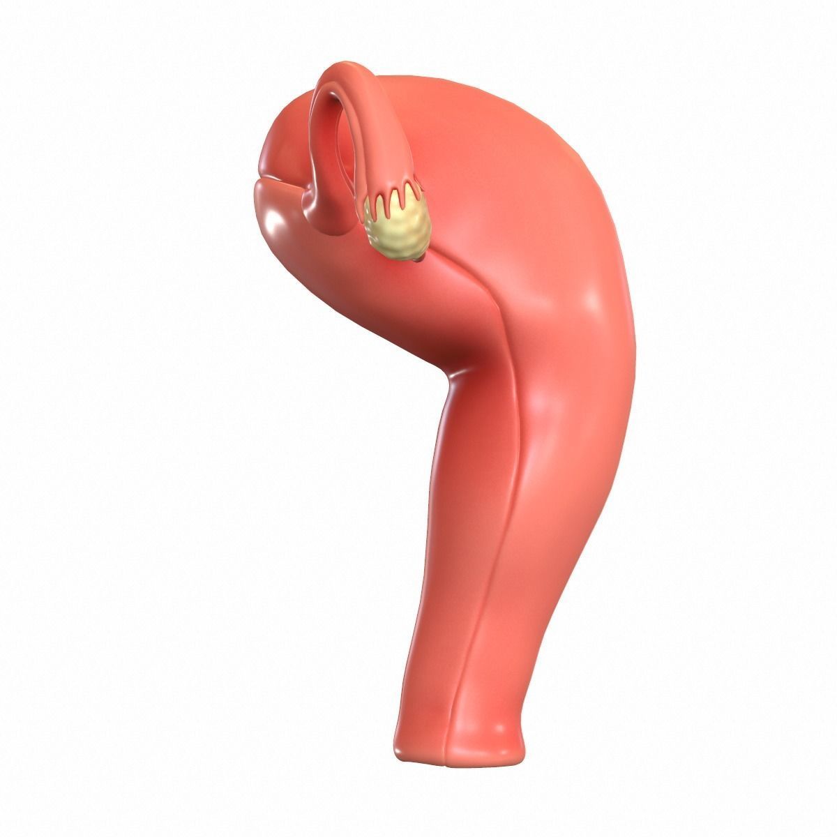 Female Reproductive System 3D model_9