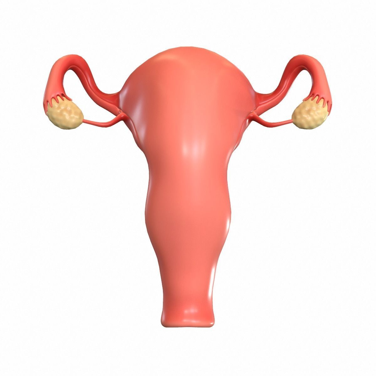 Female Reproductive System 3D model_2