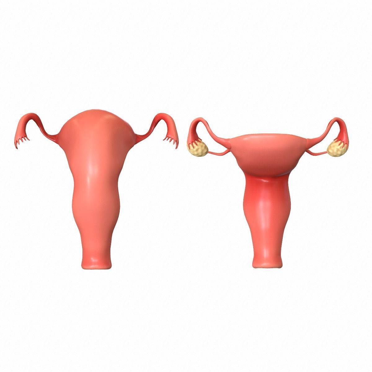 Female Reproductive System 3D model_1