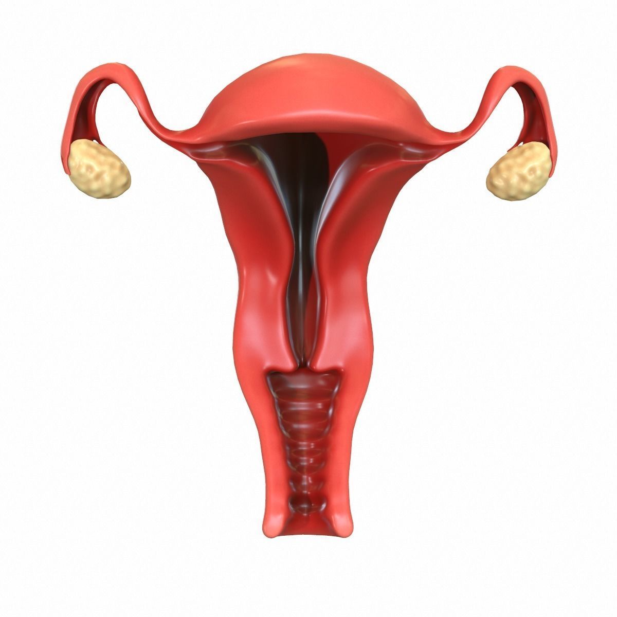 Female Reproductive System 3D model_6