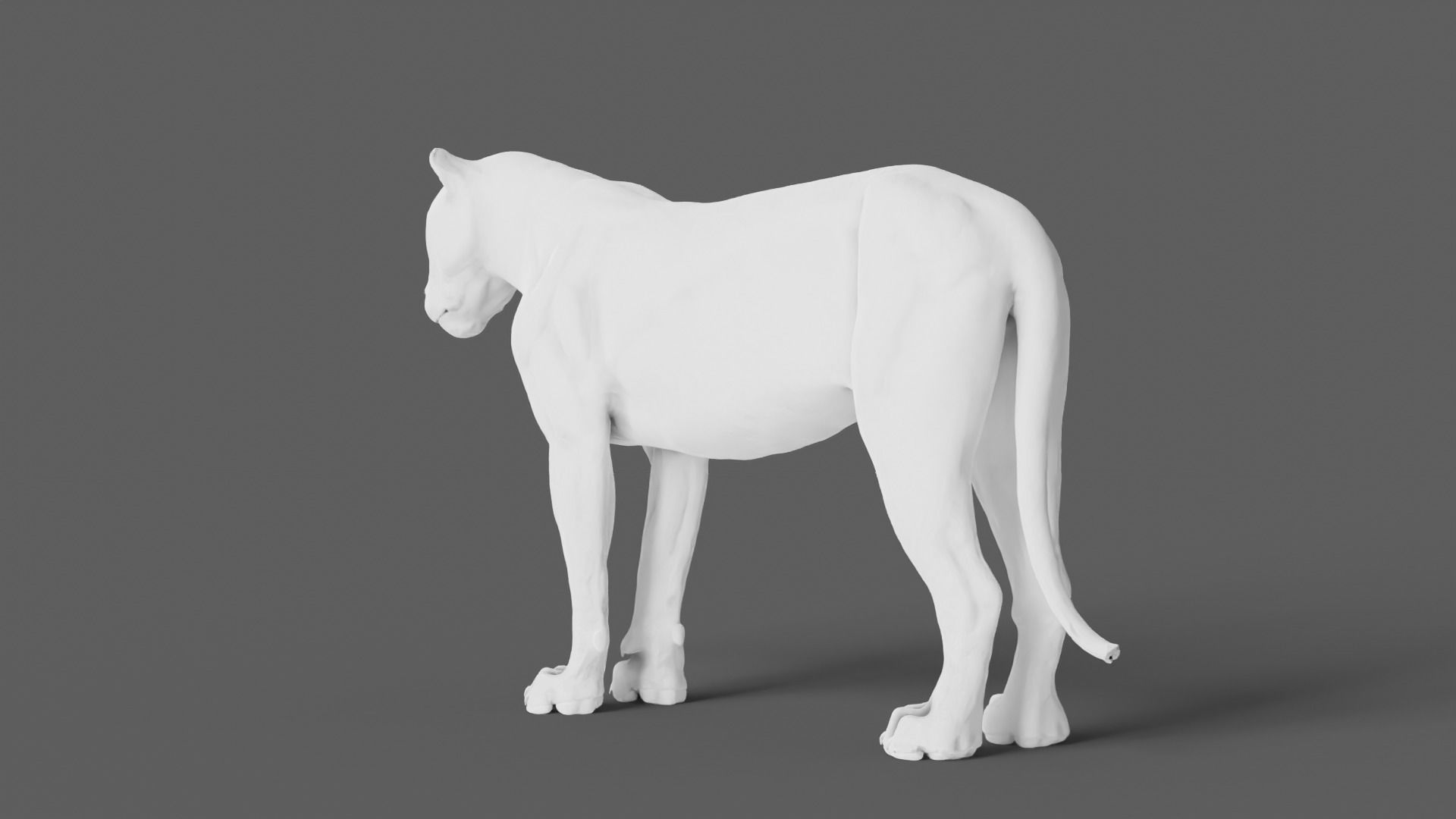 Lion 3D Model animal 3D model_13