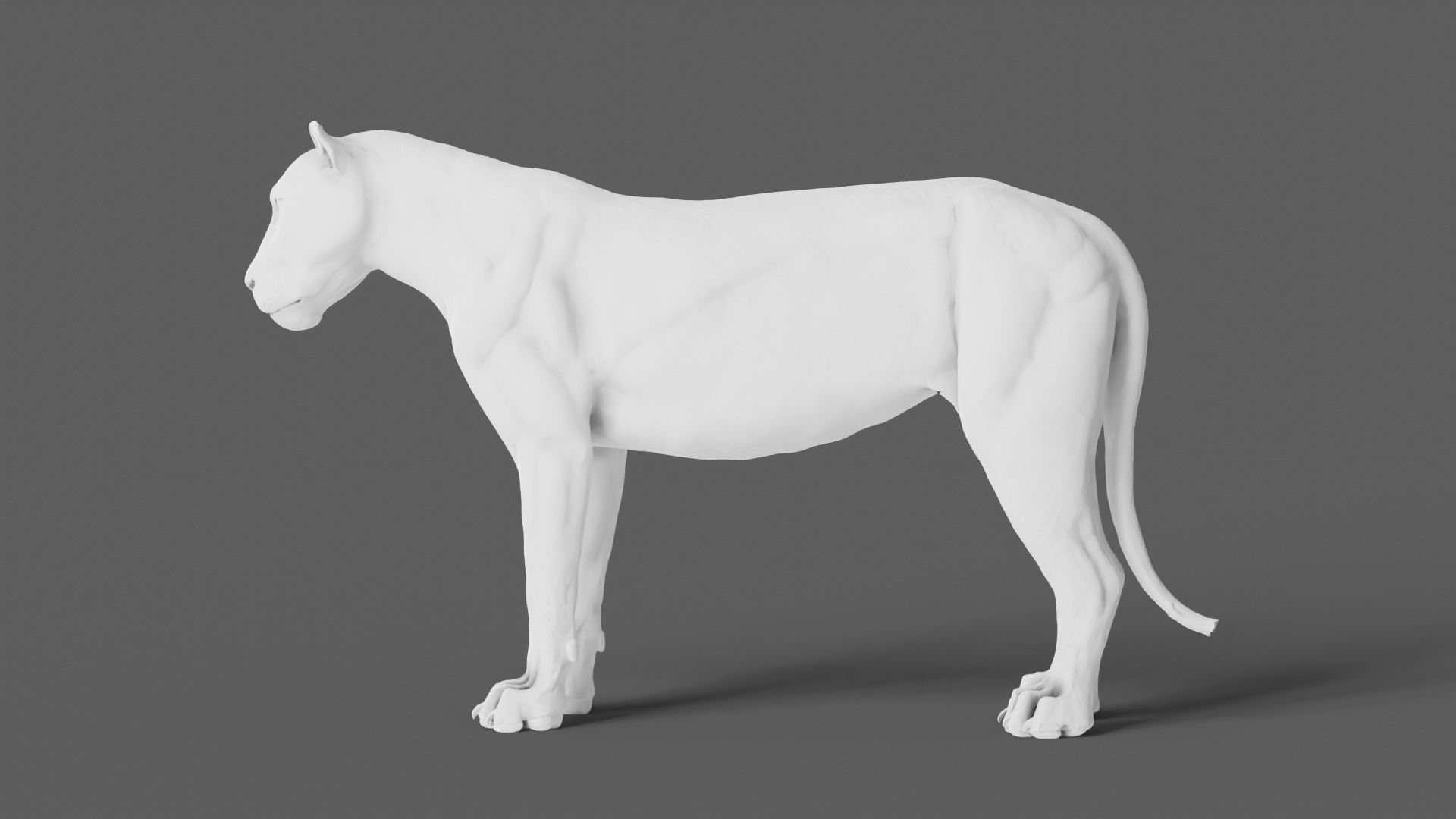 Lion 3D Model animal 3D model_11