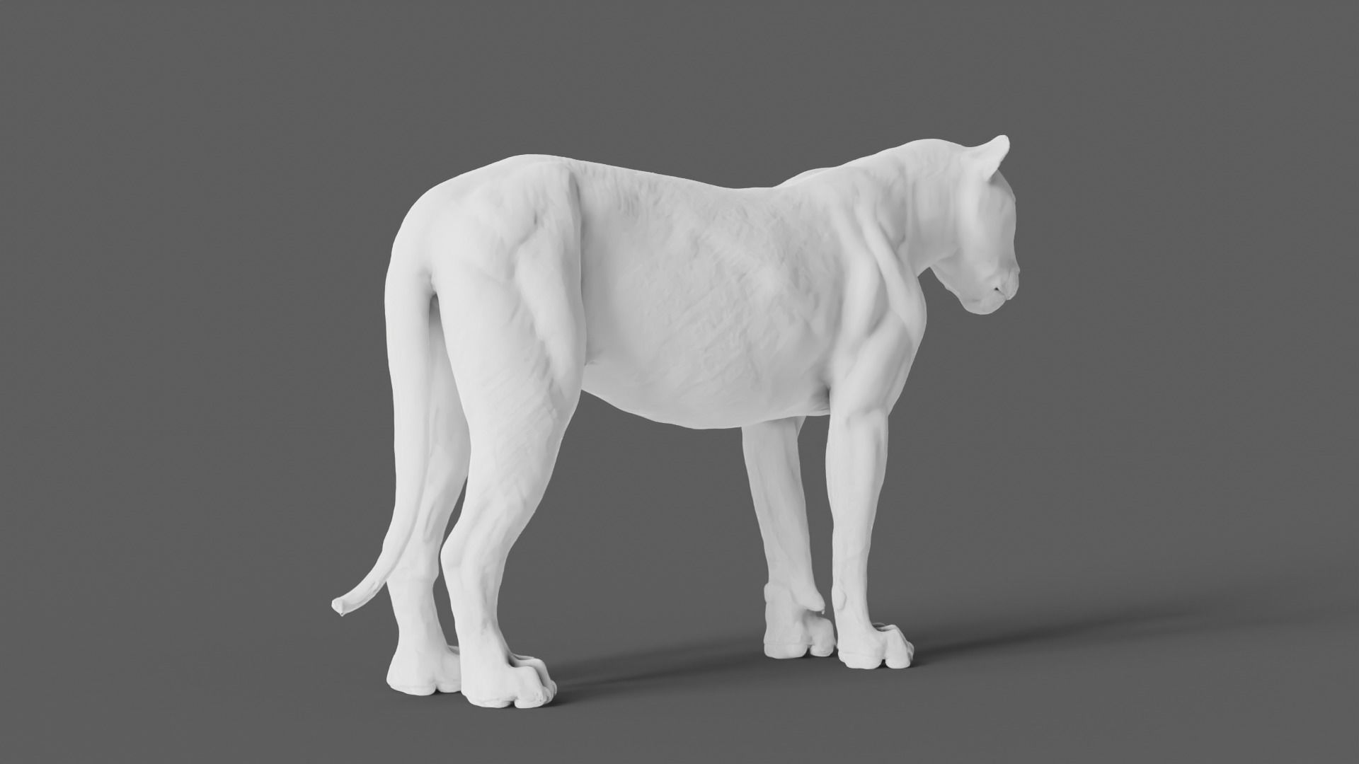 Lion 3D Model animal 3D model_18