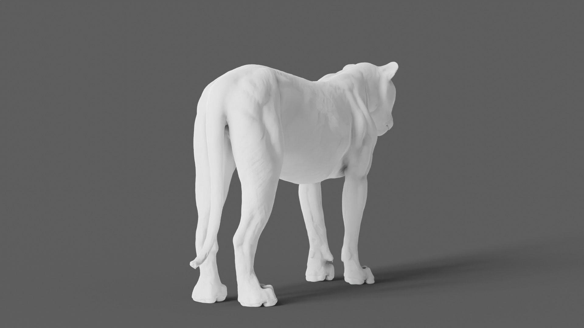 Lion 3D Model animal 3D model_17