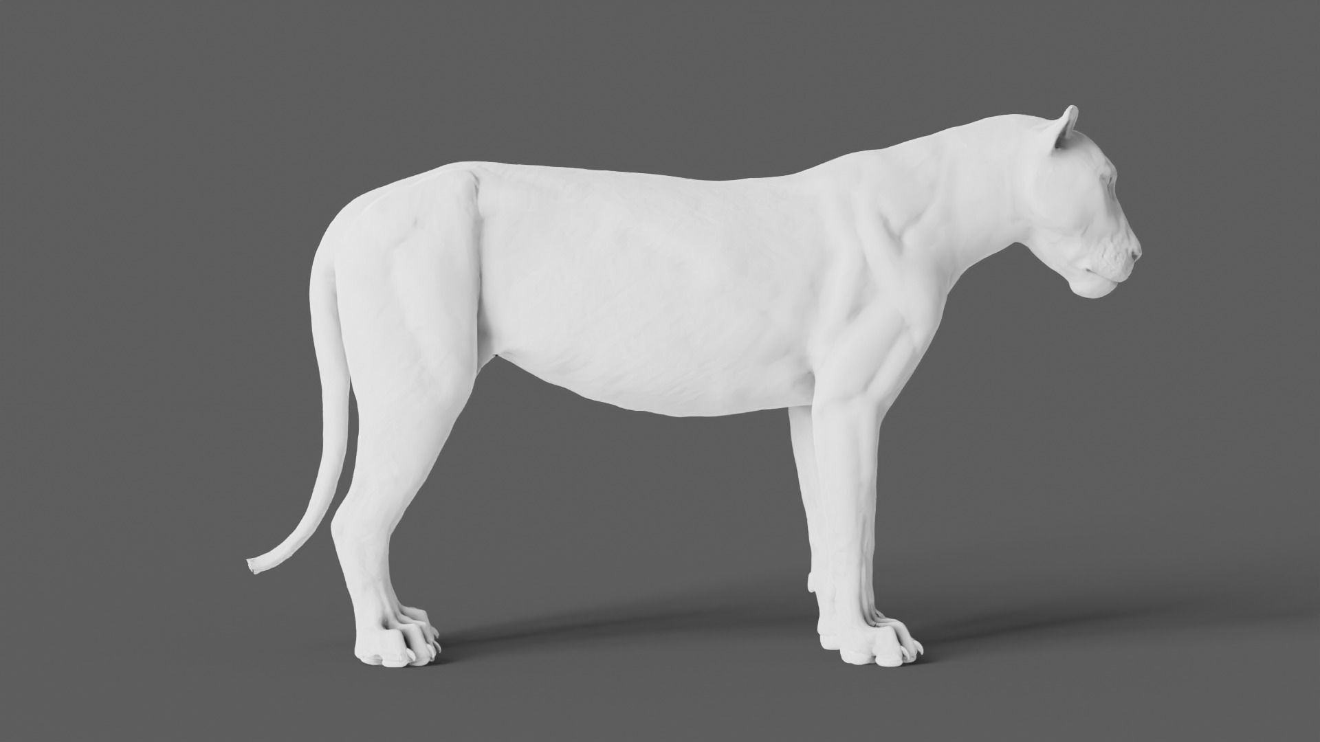 Lion 3D Model animal 3D model_20