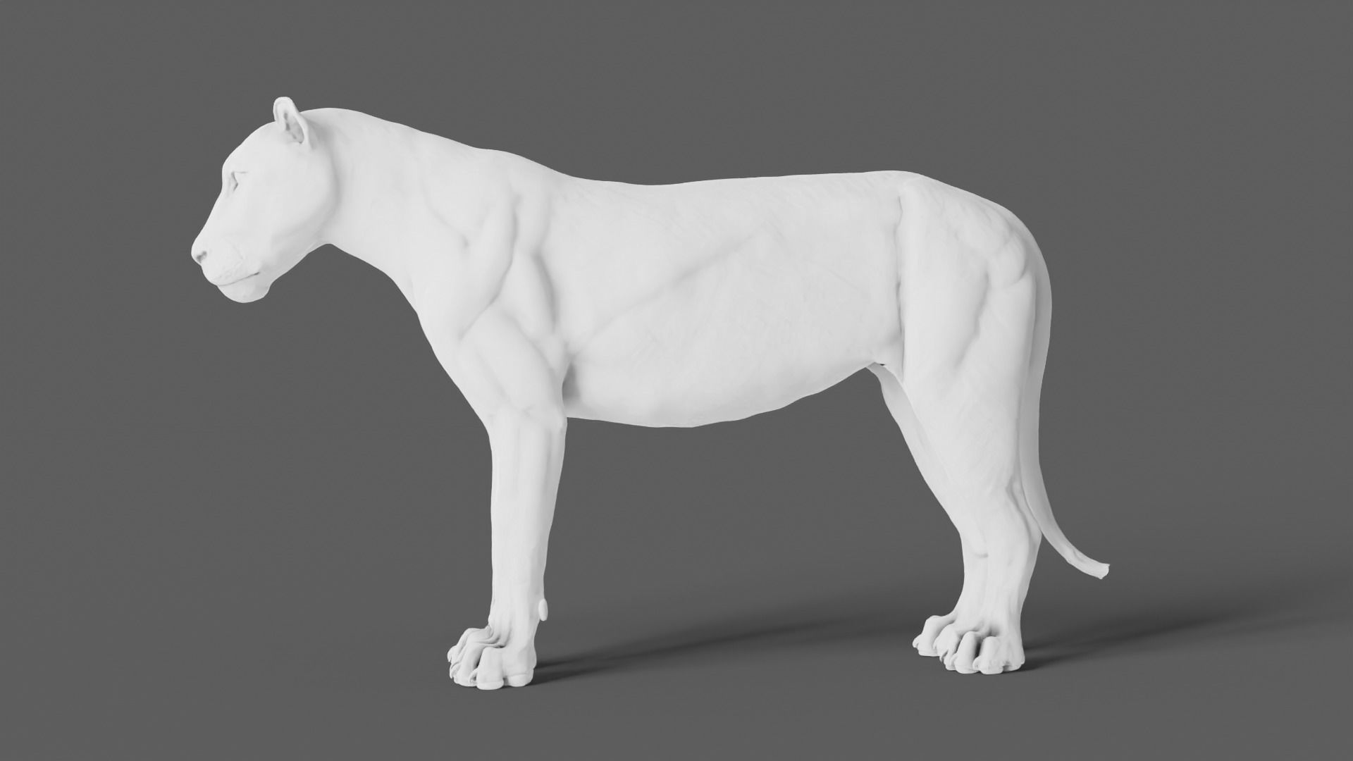 Lion 3D Model animal 3D model_10