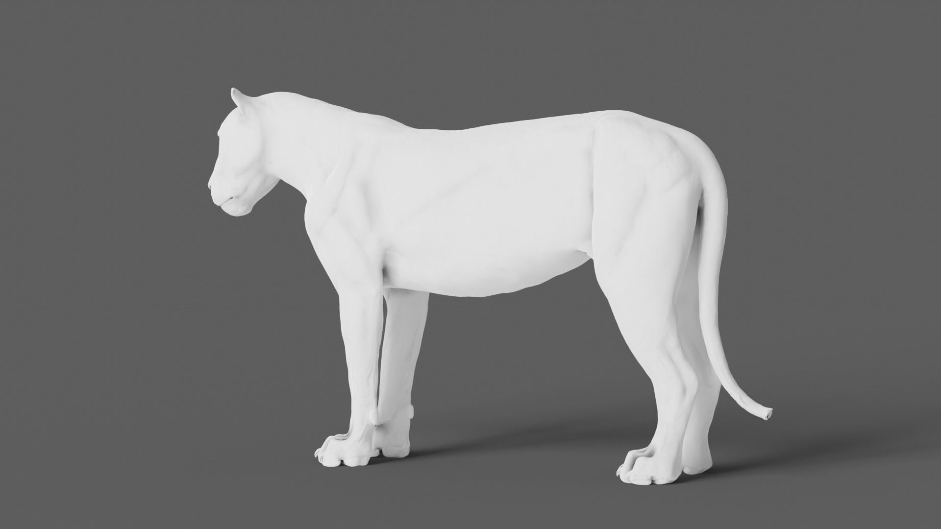 Lion 3D Model animal 3D model_12