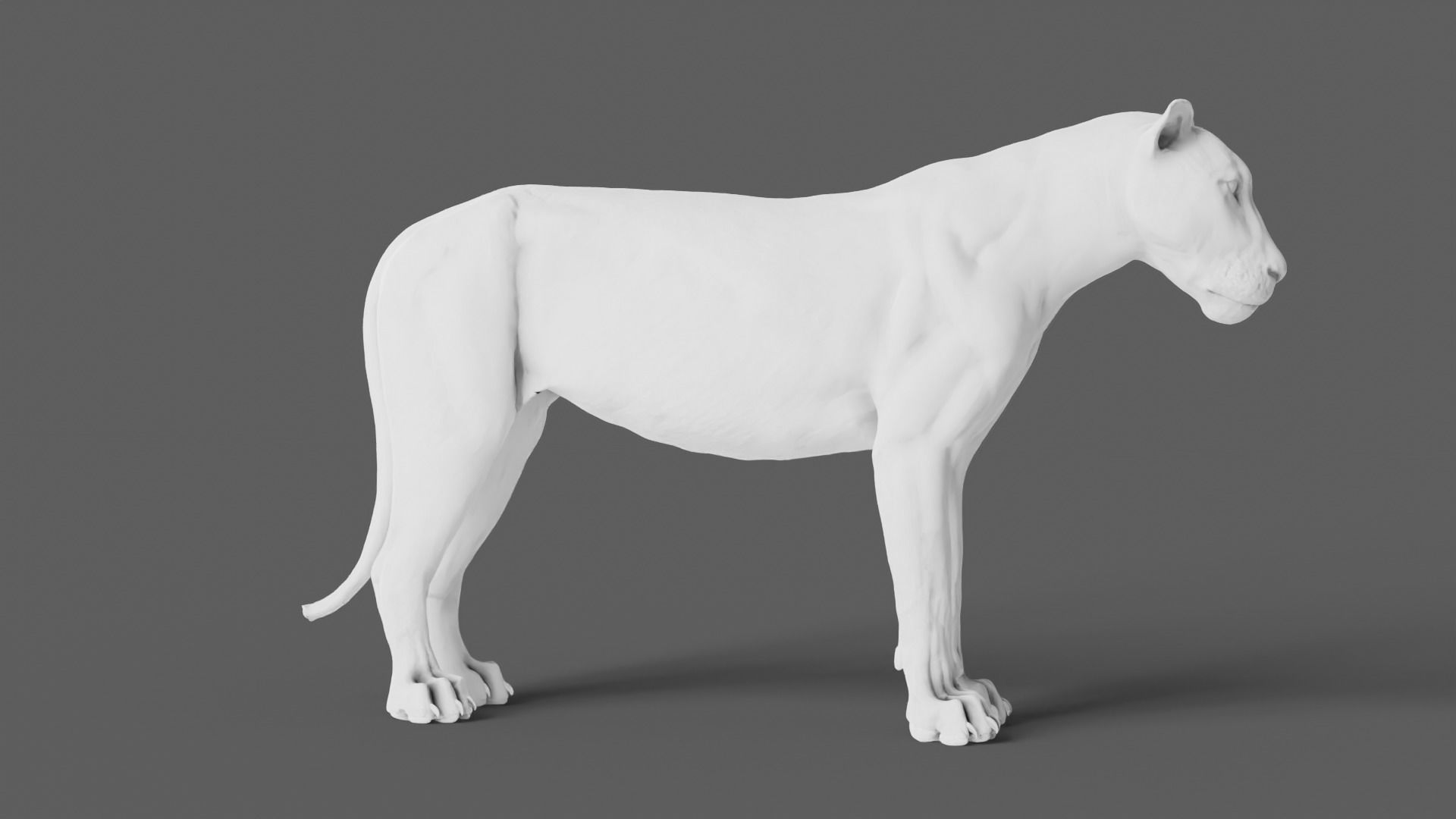 Lion 3D Model animal 3D model_21