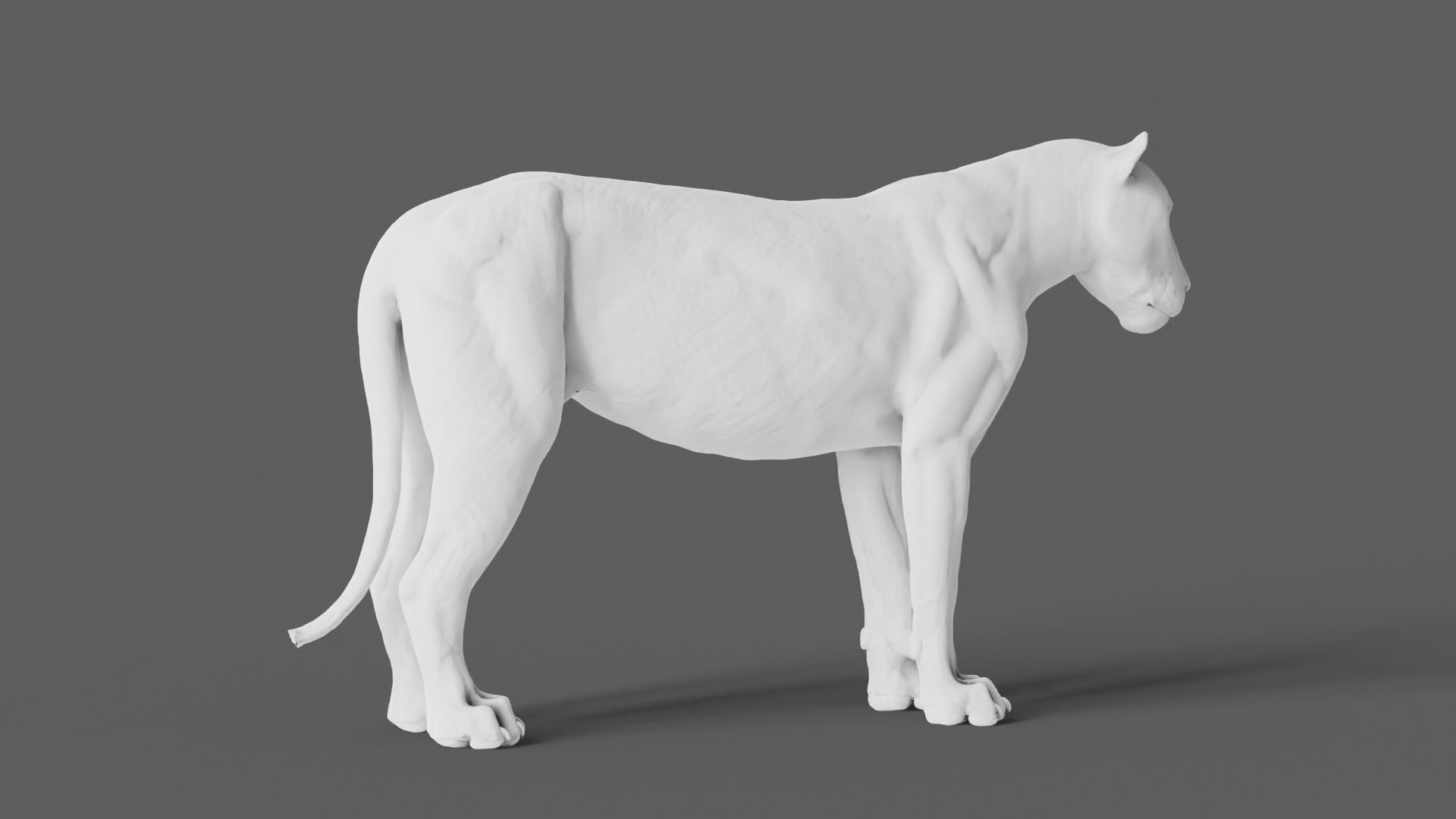 Lion 3D Model animal 3D model_19