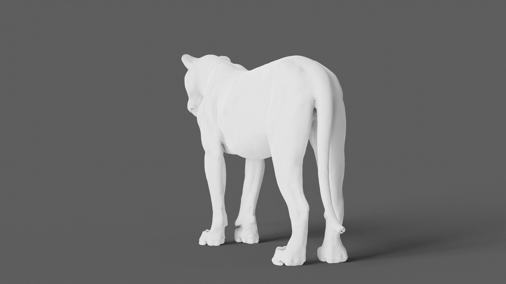 Lion 3D Model animal 3D model_14