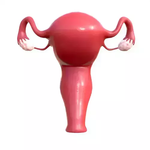 Female Reproductive System 3D model