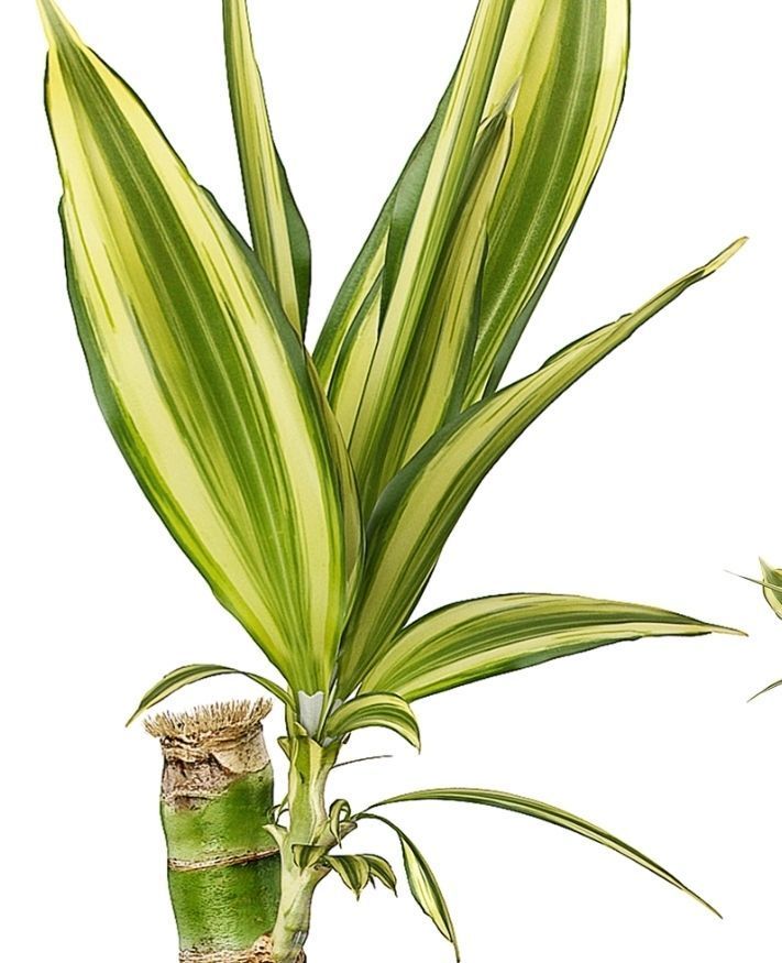 Flower Pack 63 3D model_2