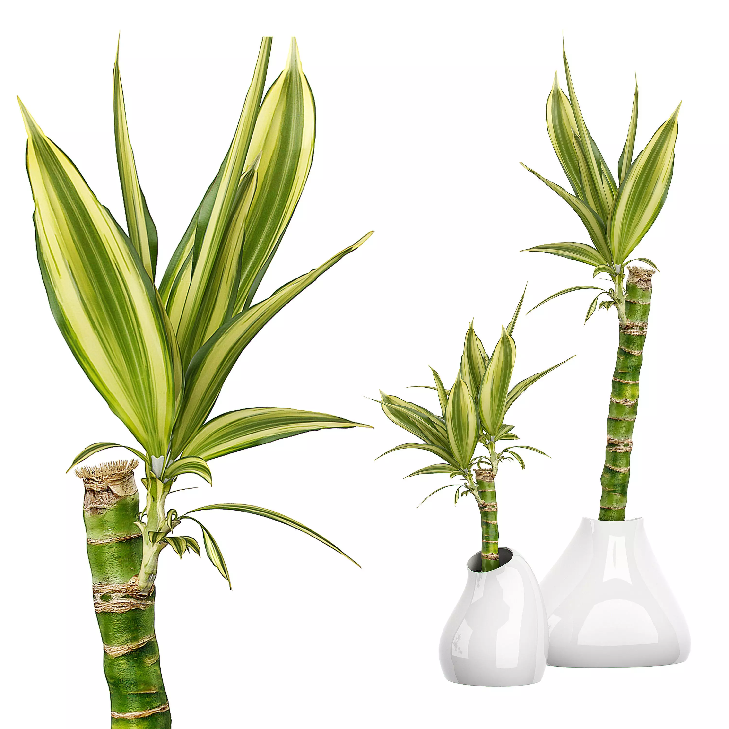 Flower Pack 63 3D model_0