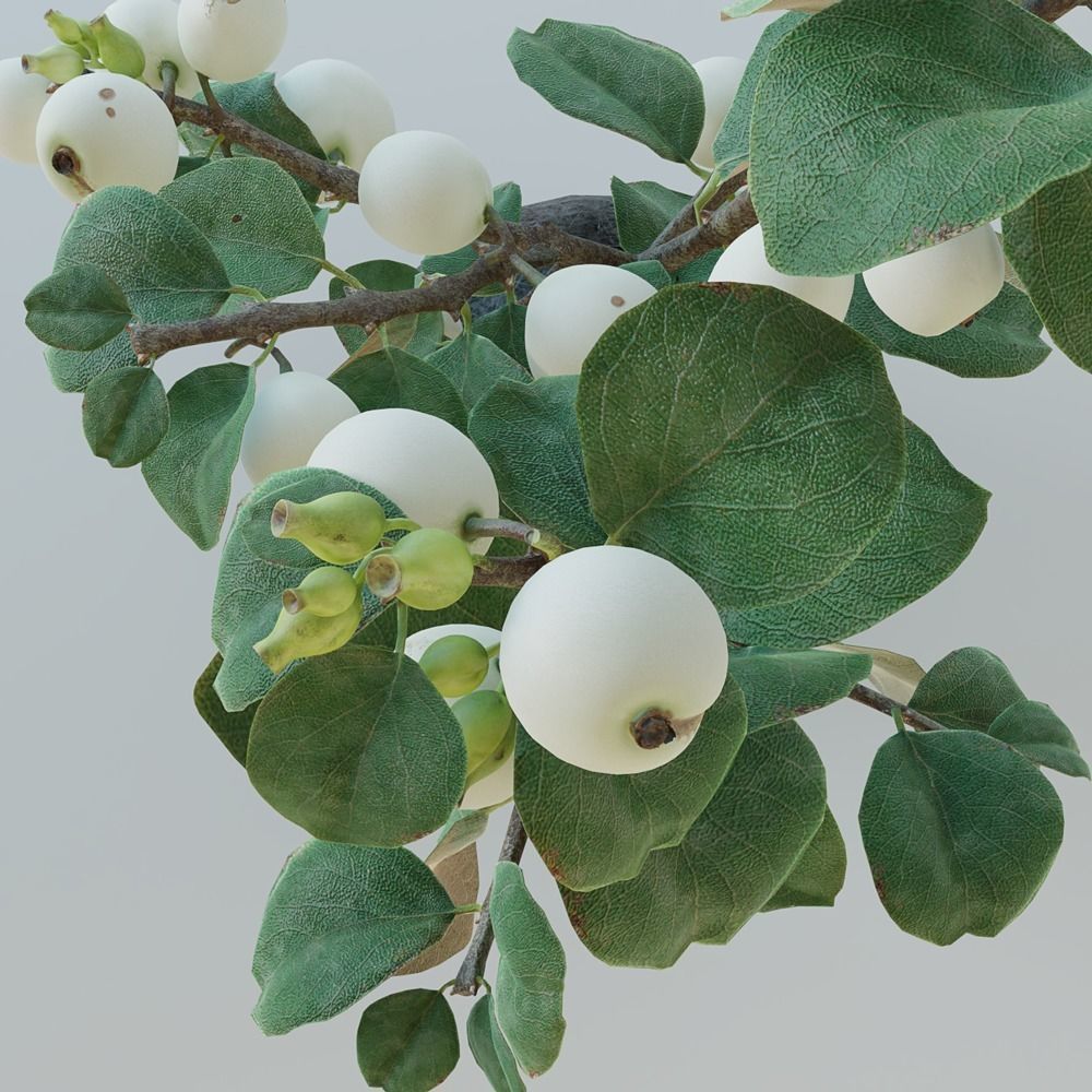 Snowberry branch in vase 3D model_8