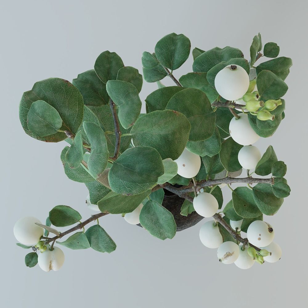Snowberry branch in vase 3D model_4