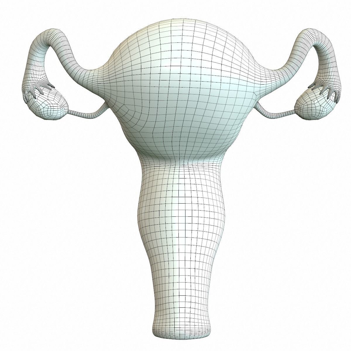 Female Reproductive System 3D model_15