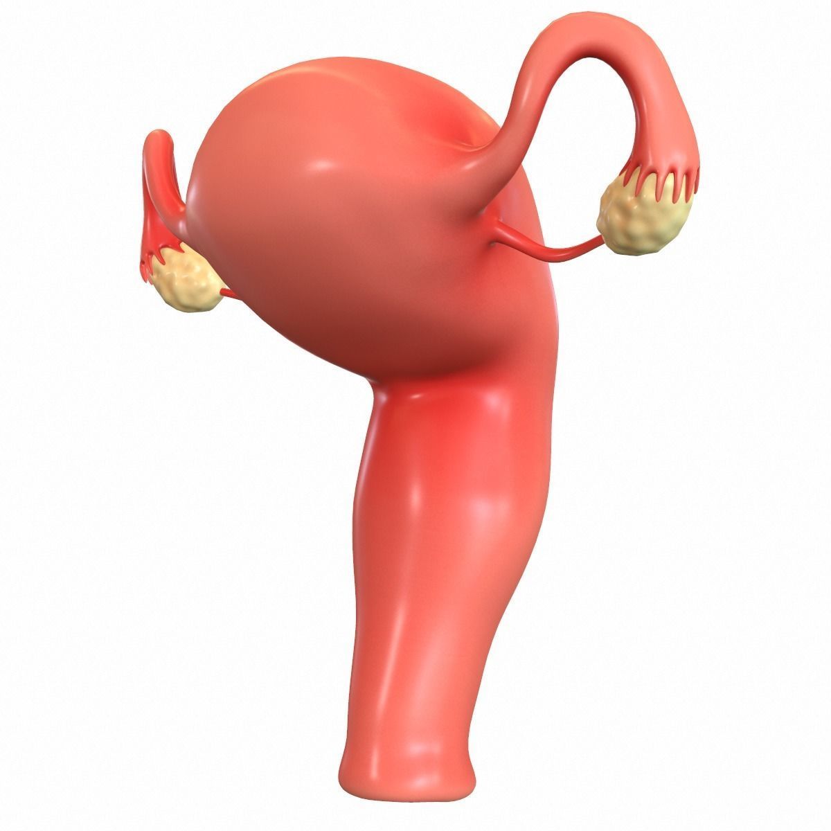 Female Reproductive System 3D model_7