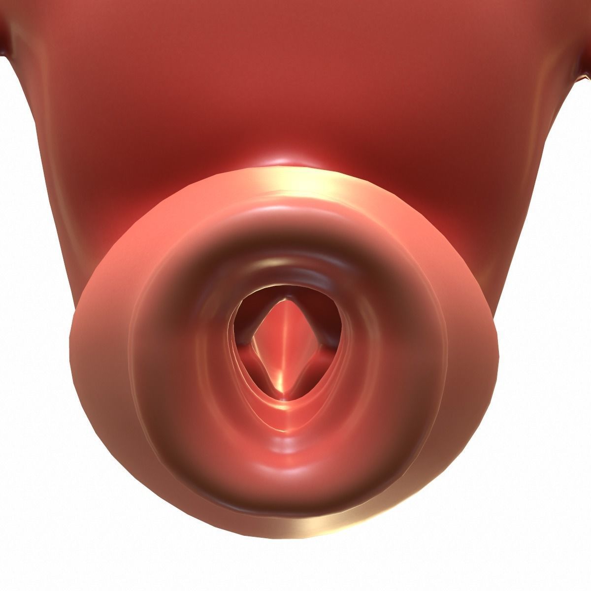 Female Reproductive System 3D model_2