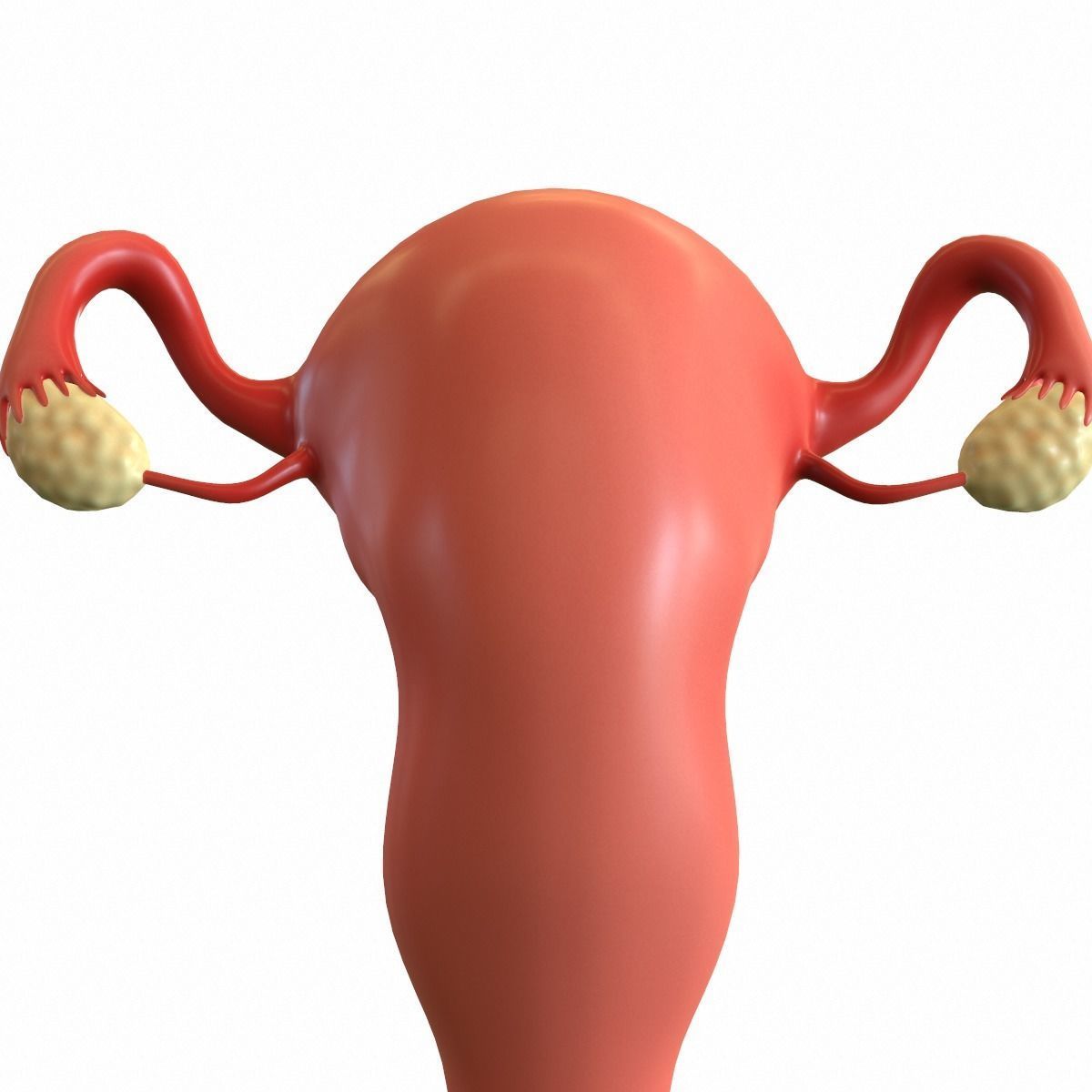 Female Reproductive System 3D model_12