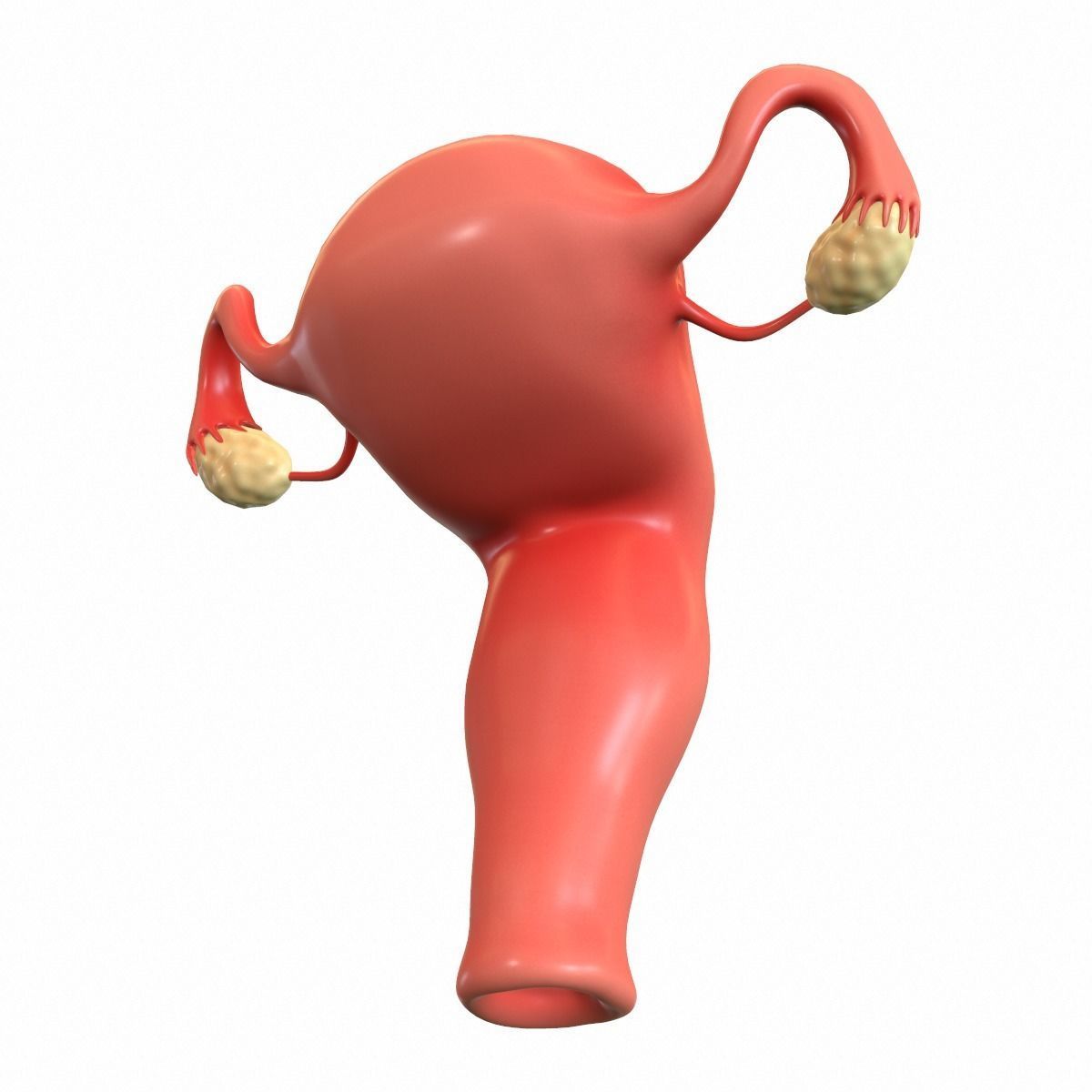 Female Reproductive System 3D model_8