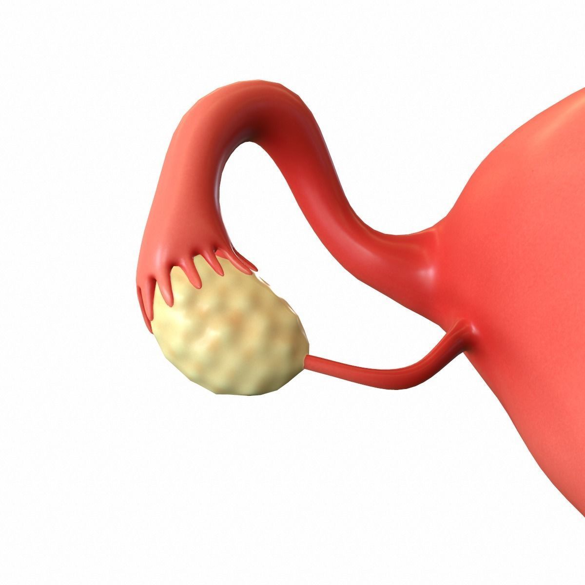 Female Reproductive System 3D model_6