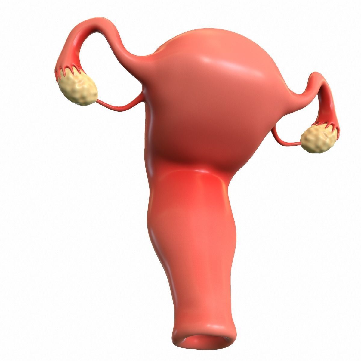 Female Reproductive System 3D model_9