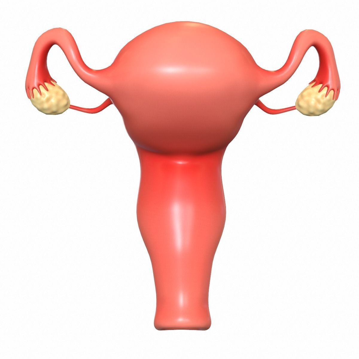 Female Reproductive System 3D model_1